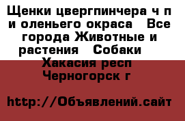 Щенки цвергпинчера ч/п и оленьего окраса - Все города Животные и растения » Собаки   . Хакасия респ.,Черногорск г.